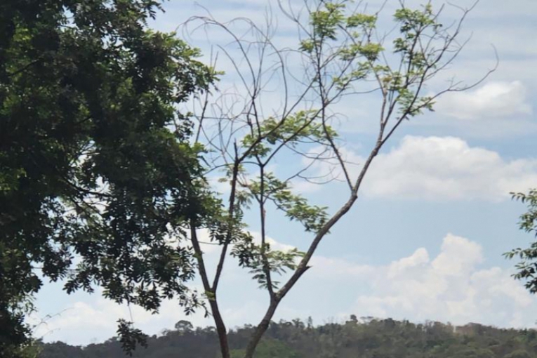 Rompimento da barragem em Brumadinho (Foto: Nairo Alméri)