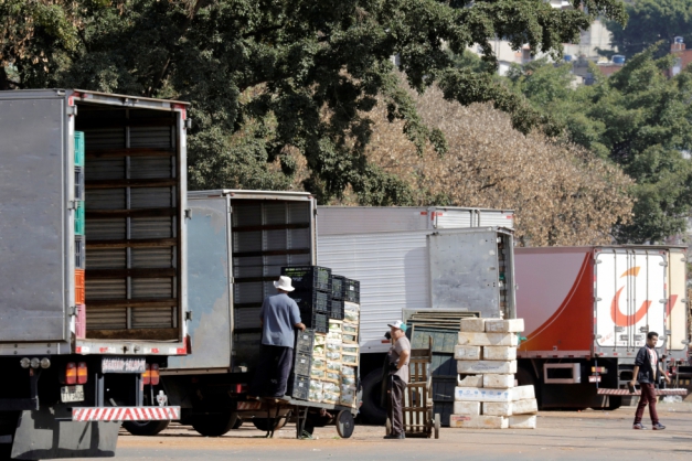 Macaque in the trees