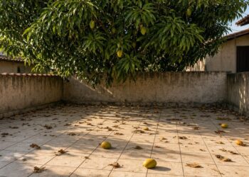Galhos de mangueira do terreno vizinho sobre o muro de um quintal com folhas e mangas caídas no chão