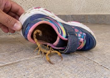 Escorpião aparece junto a um calçado.