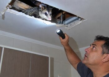 Gambá aparece junto ao telhado de uma casa.