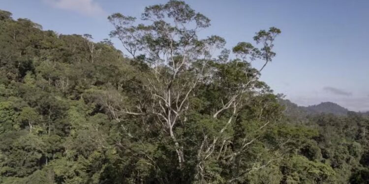 Árvore gigante na Amazônia