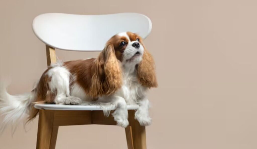 Cachorro da raça Cavalier King Charles Spaniel