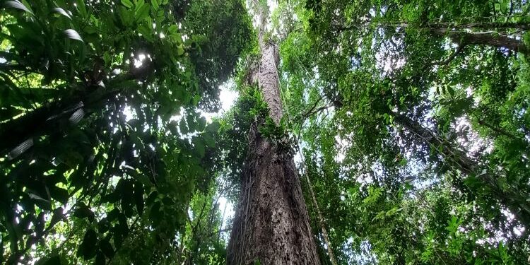 Maior árvore do Brasil mede 88 metros e fica em floresta misteriosa