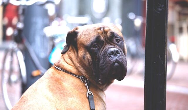 Esse é o cachorro mais recomendado para quem busca força e companheirismo