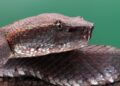 Cobra gigantesca
