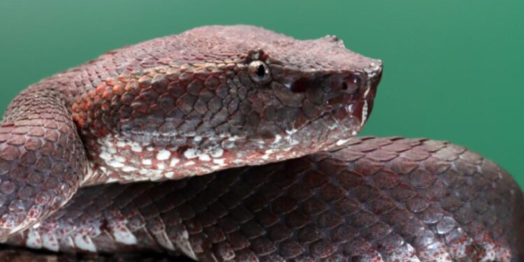 Cobra gigantesca