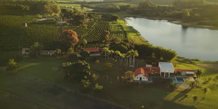 Fazenda com produção de café