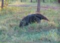 Após mais de 100 anos, animal fantasma da natureza reaparece no Sul do Brasil