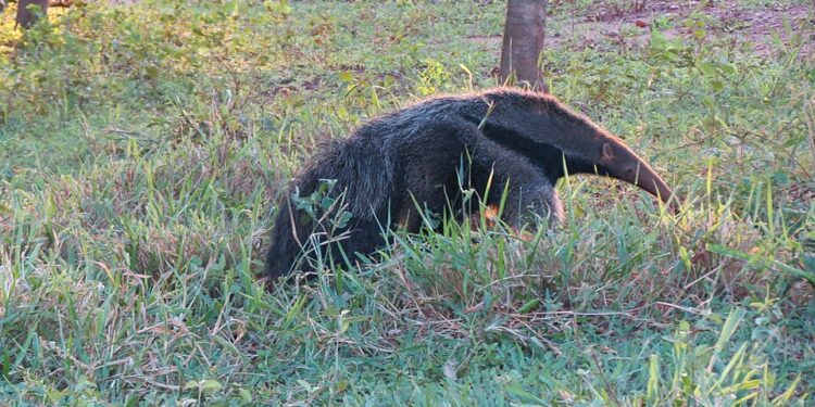 Após mais de 100 anos, animal fantasma da natureza reaparece no Sul do Brasil