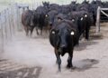 Maior fazenda do Brasil produz 100 mil cabeças de gado ao comércio