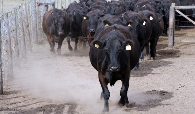 Maior fazenda do Brasil produz 100 mil cabeças de gado ao comércio